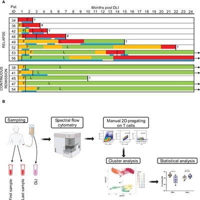 Spectral flow cytometry cluster analysis of therapeutic donor lymphocyte infusions identifies T cell subsets associated with outcome in patients with AML relapse